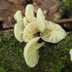 White Marasmius